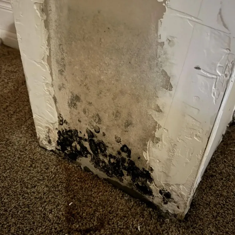 Professional Mold Removal in Superior, MT